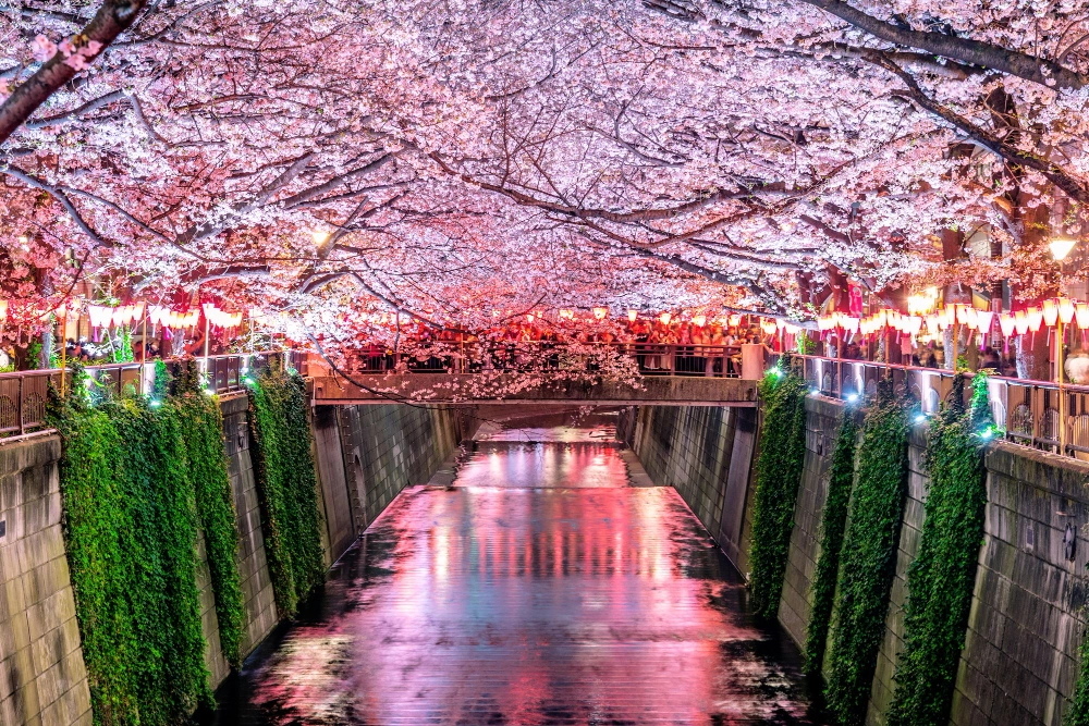 Cherry Blossoms in South korea Forecast 2025 : Visit Time
